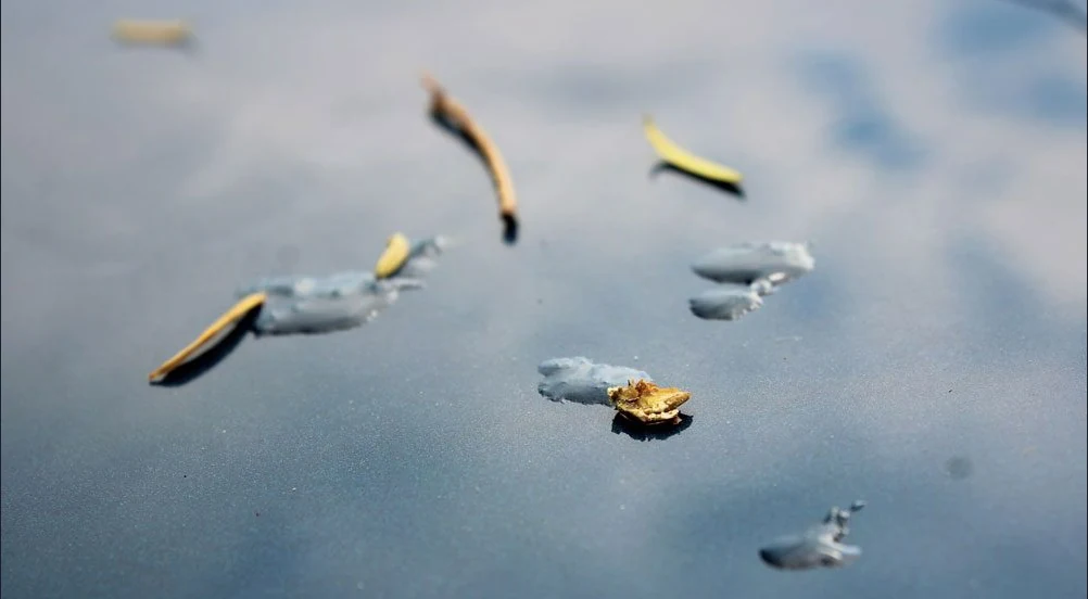 Droplets of tree sap and a few pine needles resting on the dark blue painted hood of a car